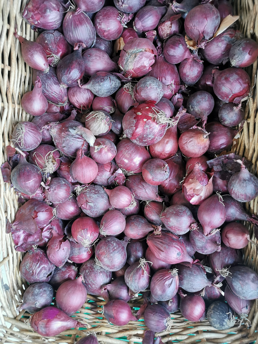 Organic Red Onions - €1.75 per 500g