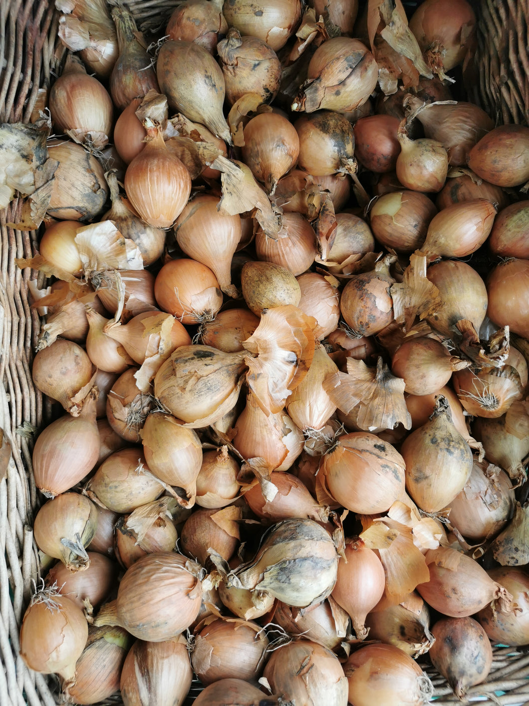 Organic Onions - €1.50 per 500g