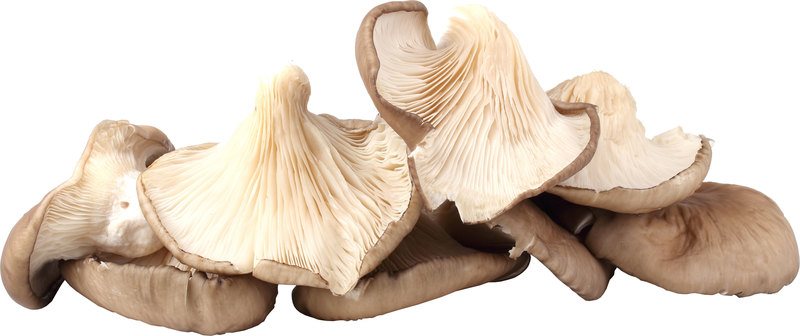 Organic Mushrooms - Oyster 250g