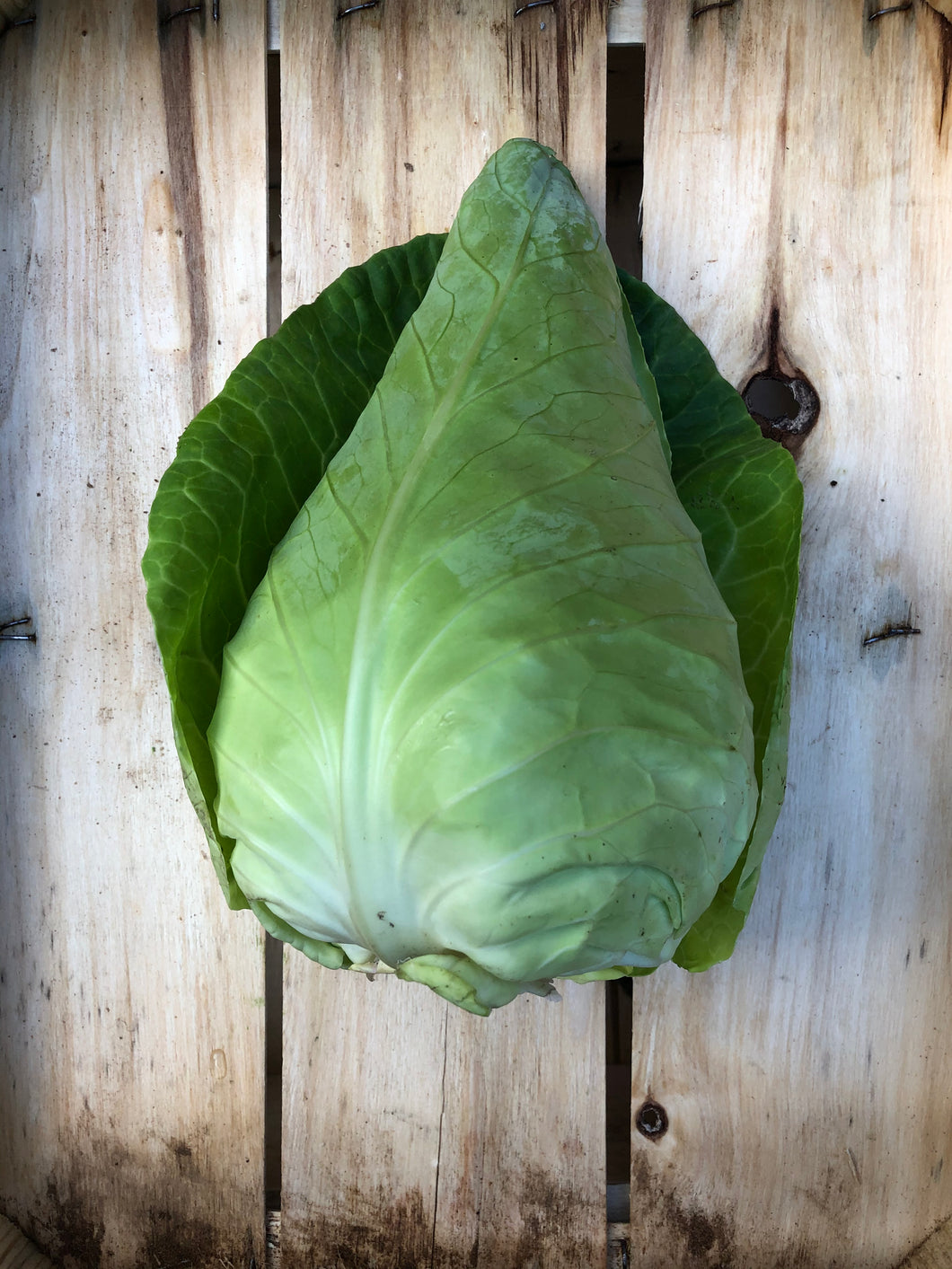 Organic Cabbage - Pointed -€2.99 each