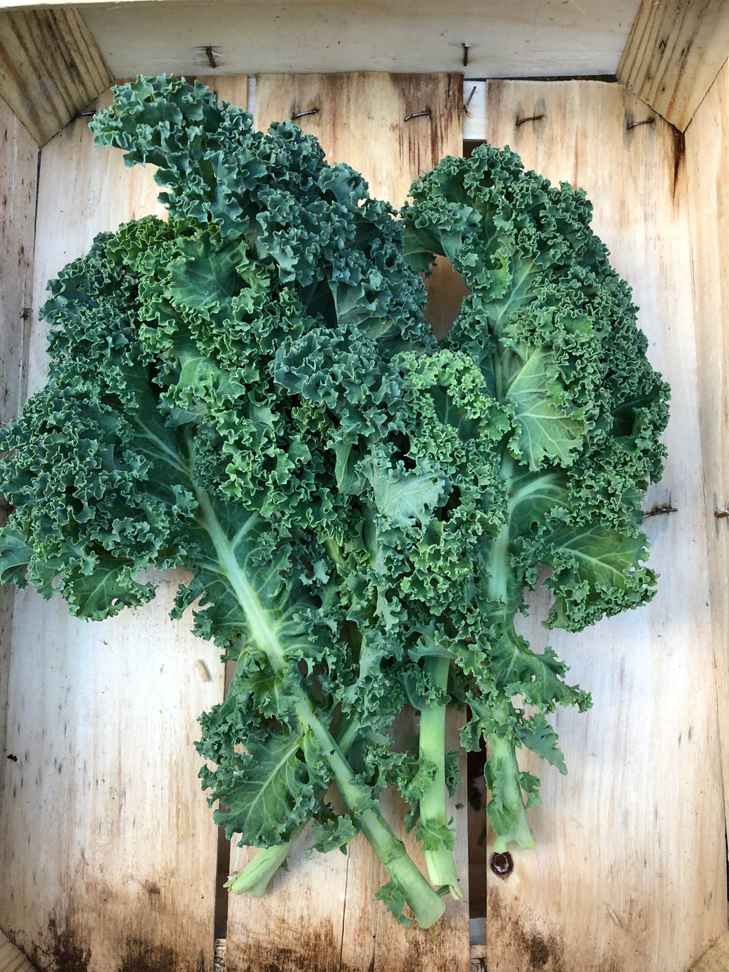 Organic Kale - Green Curley- €4.20 per 350g
