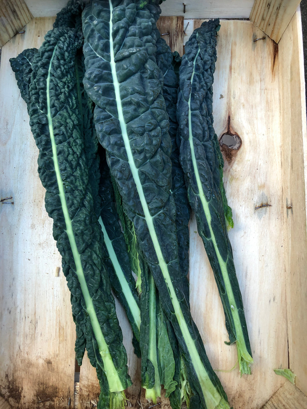 Organic Cavelo Nero- Black Kale - €3.60 per 300g