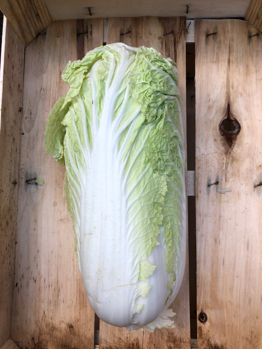 Organic Chinese Leaves (Napa Cabbage) - 2.99 each.