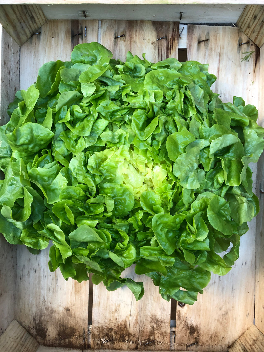Organic Lettuce - Green Oakleaf - Large