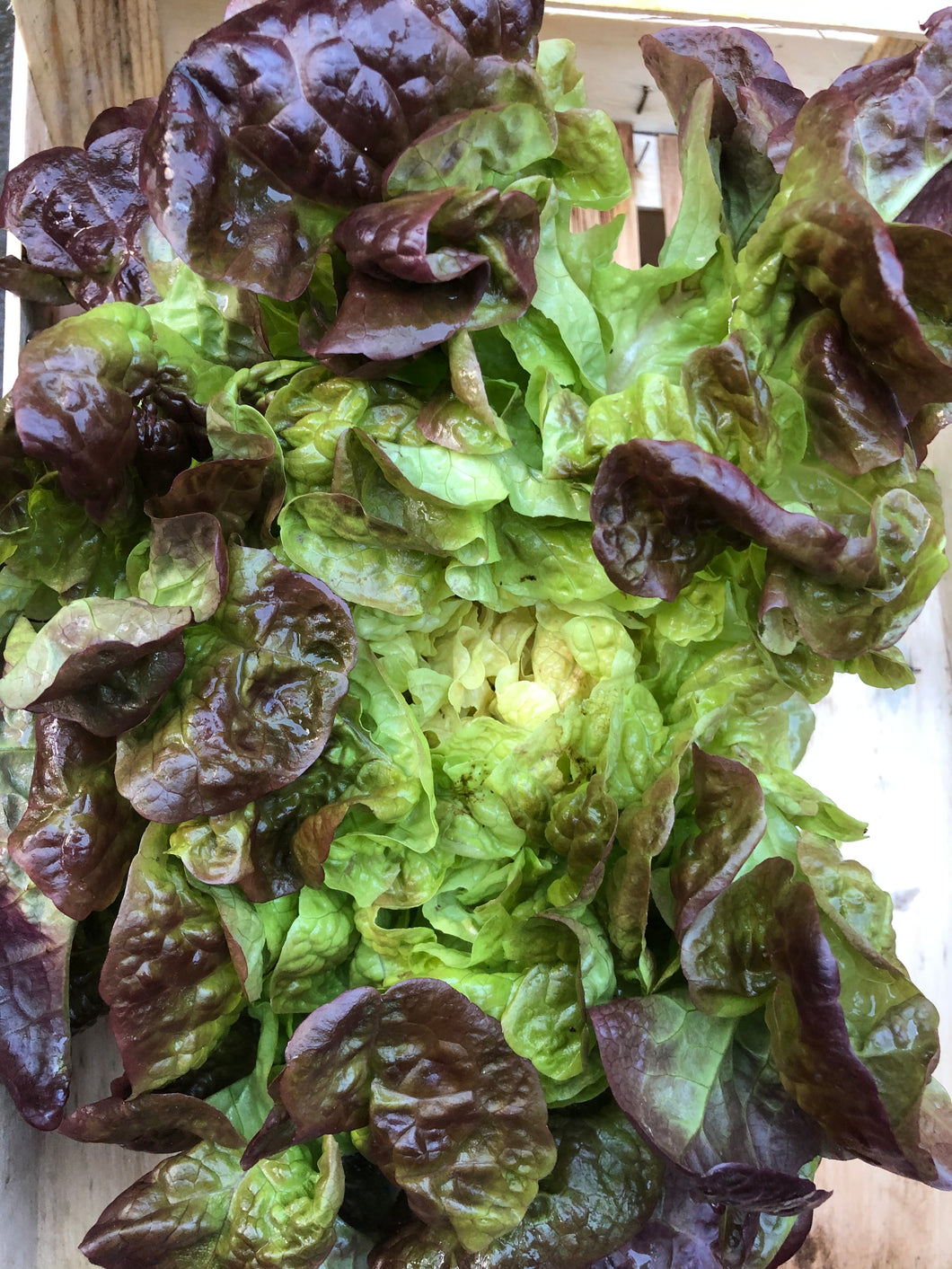 Organic Lettuce - Red Oakleaf