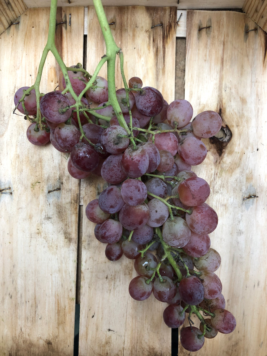 Organic Grapes - Red -€2.99 per 300g