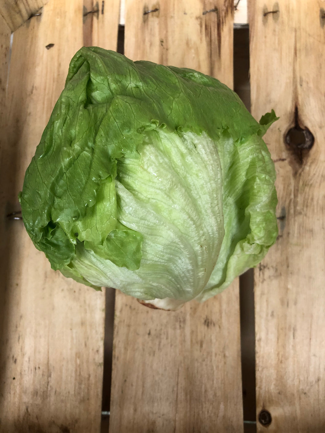 Organic Lettuce - Iceberg