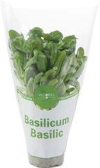 Organic Basil Plant - €3.50
