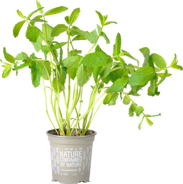 Organic Plant Mint