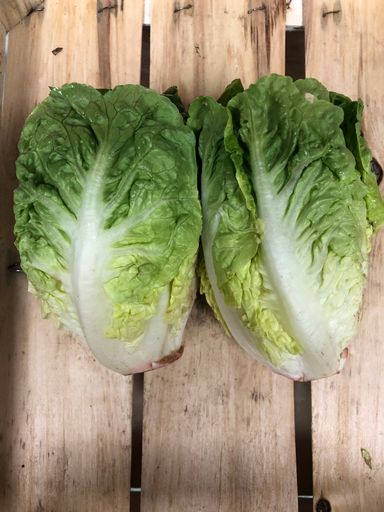 Organic Lettuce - Little Gem